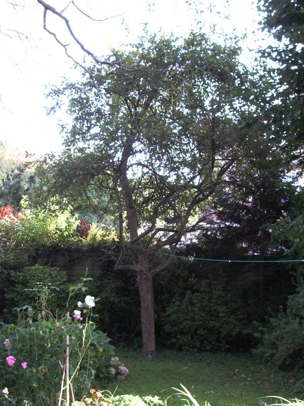 Grenadier apple tree in the garden behind Lyndenlea in Mangotsfield