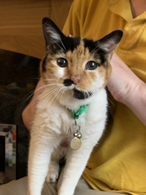 My sister's (late) calico cat, Milly, standing in my lap
